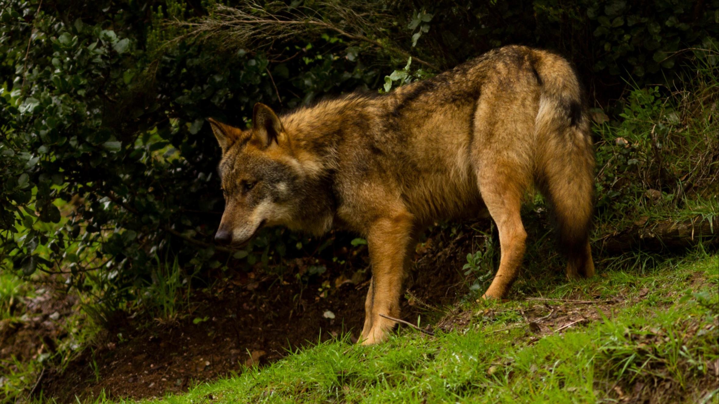 Iberian Wolf